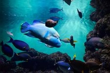 Tourist destination images of Kasai Rinkai Aquarium(4)