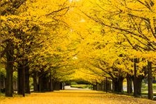 Tourist destination images of Showa Kinen Park (National Government Park)(1)