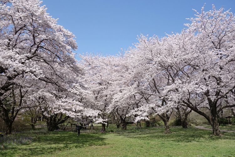 Showa Kinen Park (National Government Park)