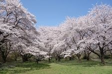 Tourist destination images of Showa Kinen Park (National Government Park)(1)