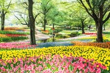 Tourist destination images of Showa Kinen Park (National Government Park)(3)