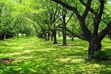 Tourist destination images of Showa Kinen Park (National Government Park)(4)