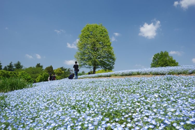 Tourist destination images of Showa Kinen Park (National Government Park)(3)