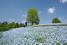 Tourist destination images of Showa Kinen Park (National Government Park)(3)