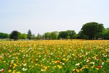 Tourist destination images of Showa Kinen Park (National Government Park)(6)