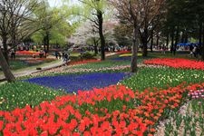 Tourist destination images of Showa Kinen Park (National Government Park)(8)