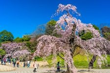 Tourist destination images of Koishikawa Korakuen Garden(1)