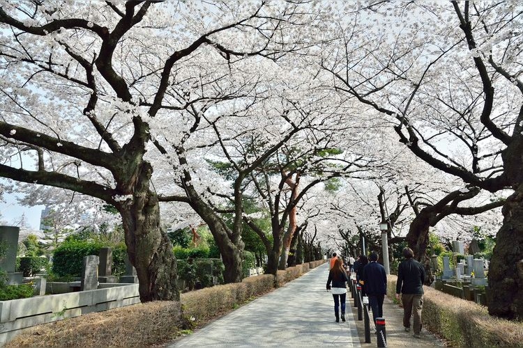 Aoyama Cemetery