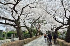 Tourist destination images of Aoyama Cemetery(1)