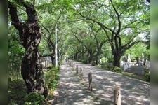 Tourist destination images of Aoyama Cemetery(2)