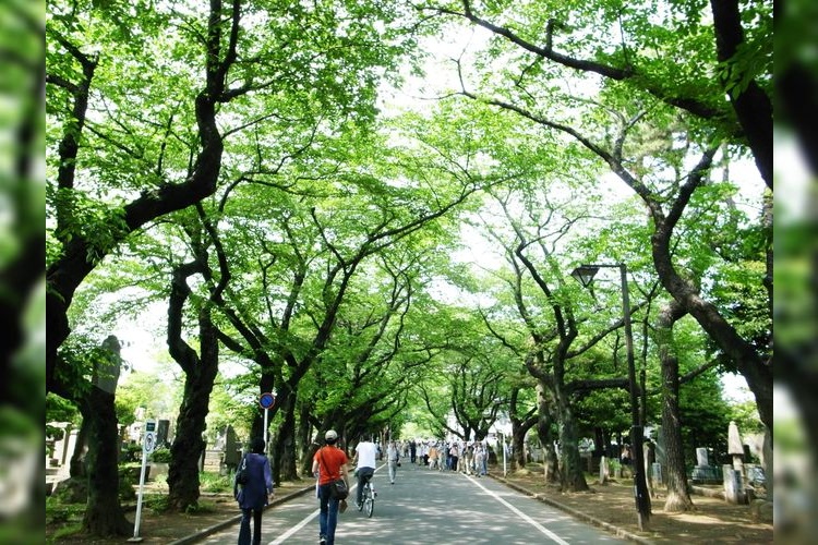 Yanaka Cemetery