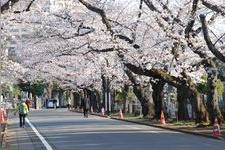 谷中霊園の観光地画像(3)