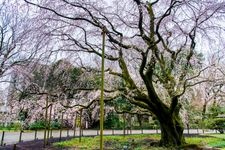 Tourist destination images of Rikugien Garden(1)