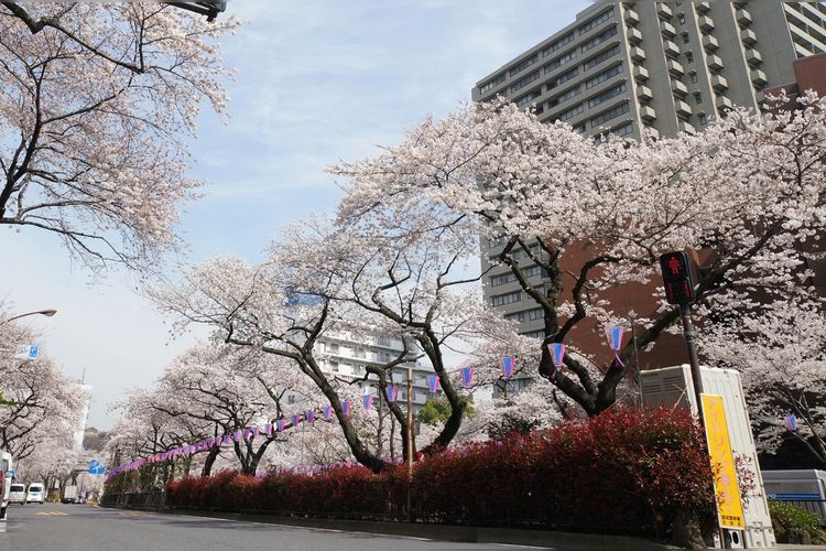 Harimazaka Cherry Blossom Trees