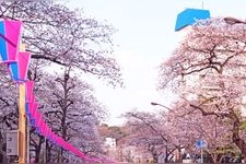 Tourist destination images of Harimazaka Cherry Blossom Trees(2)