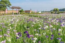 Tourist destination images of Koiwa Iris Garden(1)