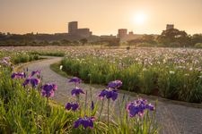 Tourist destination images of Koiwa Iris Garden(3)