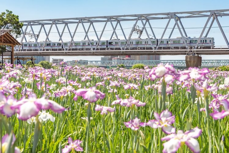 Tourist destination images of Koiwa Iris Garden(2)