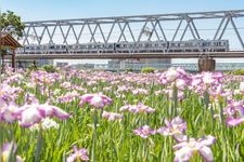 Tourist destination images of Koiwa Iris Garden(2)