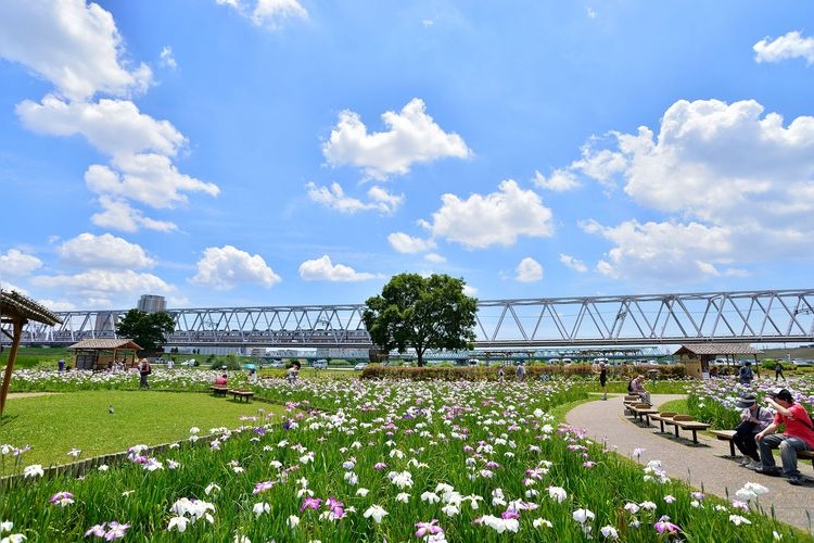 Koiwa Iris Garden