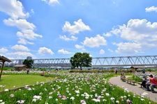 Tourist destination images of Koiwa Iris Garden(1)