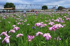 Tourist destination images of Koiwa Iris Garden(2)