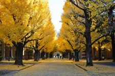 Tourist destination images of University of Tokyo (Hongo Campus)(4)