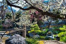 Tourist destination images of Yushima Tenmangu Shrine(1)