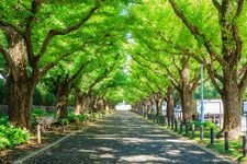 Tourist destination images of Meiji Jingu Gaien(2)