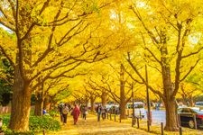 Tourist destination images of Meiji Jingu Gaien(3)