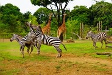 Tourist destination images of Yokohama Zoo ZOOASIA(1)