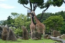 橫濱動物園Zoorasia的觀光地圖片(2)