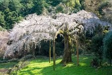 長興山紹太寺の観光地画像(3)