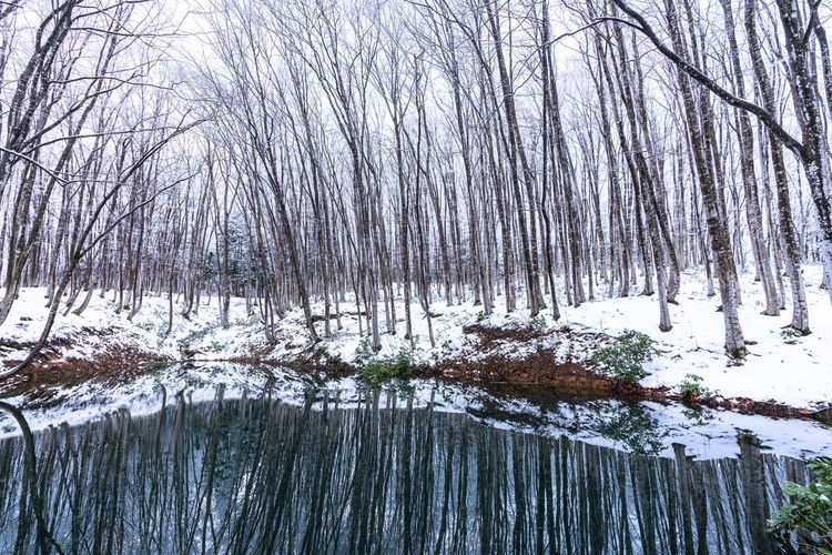 Bijinbayashi (Beautiful Women's Forest)