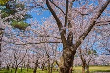 Tourist destination images of Takada Castle Ruins Park(1)