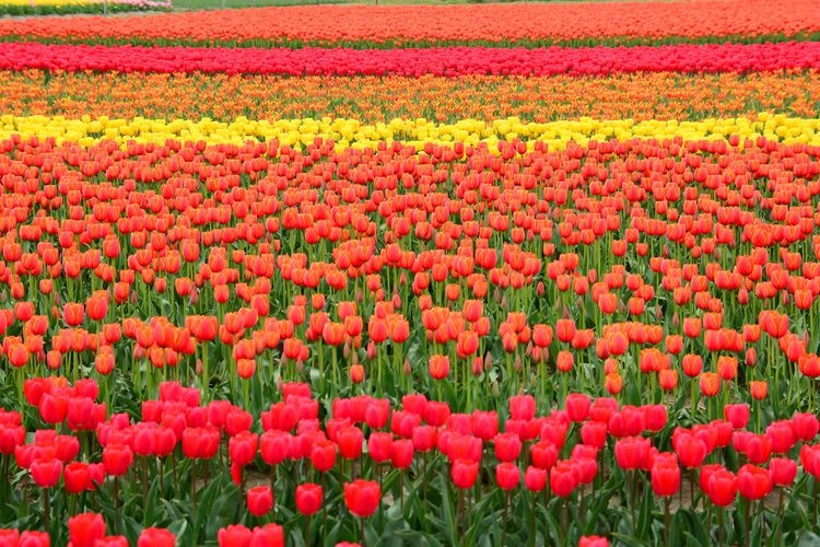 Gosen City Tulip Fields