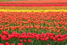 Tourist destination images of Gosen City Tulip Fields(1)