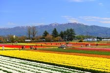 Tourist destination images of Gosen City Tulip Fields(2)