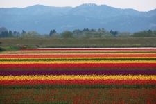 Tourist destination images of Gosen City Tulip Fields(3)