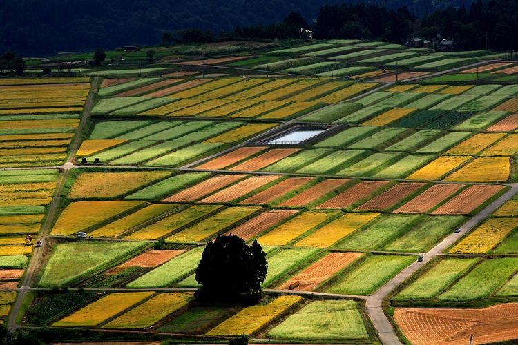 Yamamotoyama Highland