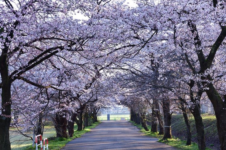 村松公園の観光地画像(3)