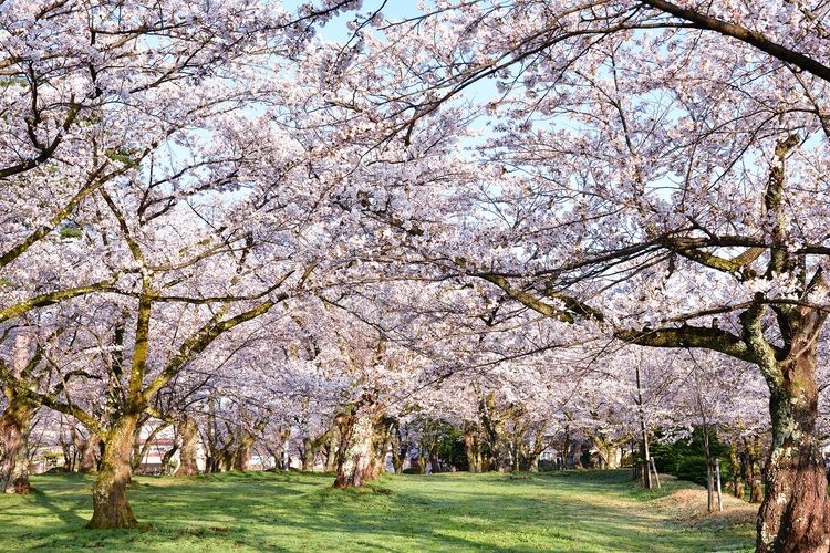 村松公園の観光地画像(5)