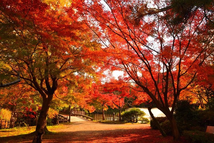 Takaoka Kojo Park (Takaoka Castle Ruins)