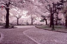 Tourist destination images of Takaoka Kojo Park (Takaoka Castle Ruins)(2)