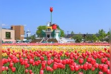 礪波鬱金香公園（鬱金香四季彩館）的觀光景點圖片(1)