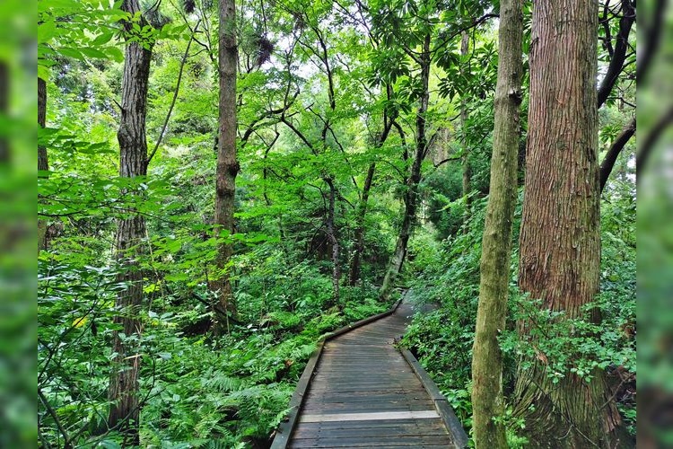 Sugisawa no Sawasugi