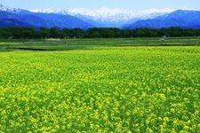 Tourist destination images of Funagawa Cherry Blossoms(1)