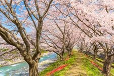 Tourist destination images of Funagawa Cherry Blossoms(2)