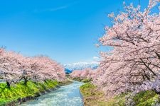 Tourist destination images of Funagawa Cherry Blossoms(3)