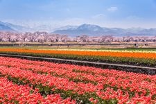 Tourist destination images of Funagawa Cherry Blossoms(4)